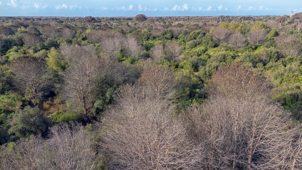 Fragili come i pini: il destino della natura e dell�Uomo